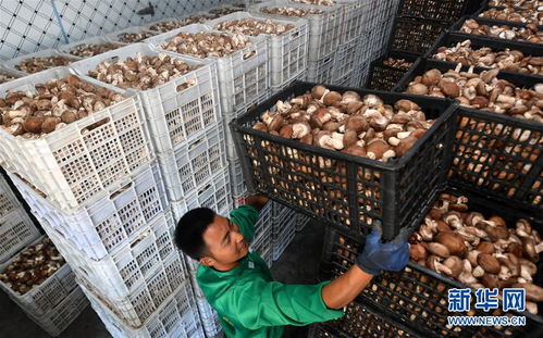 訂單農(nóng)業(yè)助農(nóng)增收，陜西留壩商貿(mào)新篇章